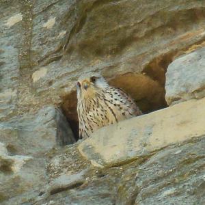 Common Kestrel