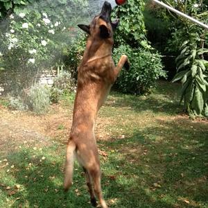 Belgian Malinois