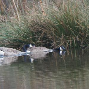 Canada Goose