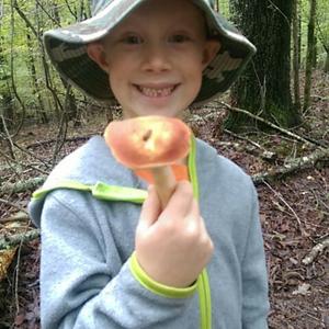 King Bolete