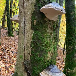 Tinder Polypore