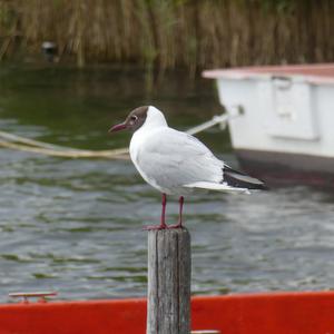 Black-headed Gull