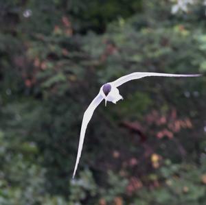 Common Tern