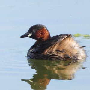 Little Grebe