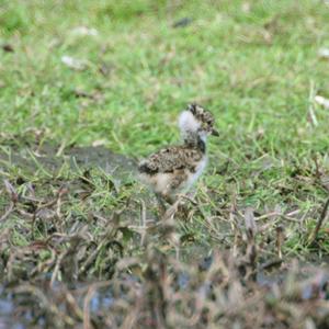 Northern Lapwing