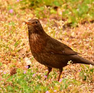 Eurasian Blackbird