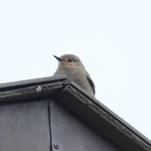 Black Redstart