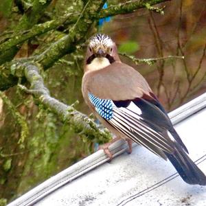 Eurasian Jay