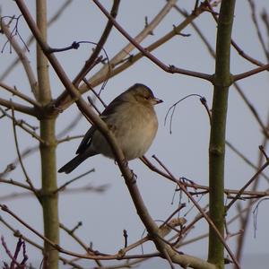 Eurasian Chaffinch