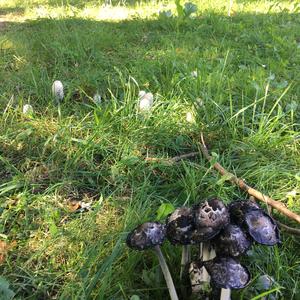 Shaggy Mane