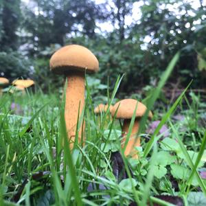 Golden False Pholiota