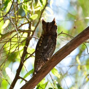 Common Scops-owl