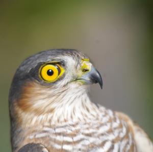 Eurasian Sparrowhawk