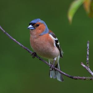 Eurasian Chaffinch