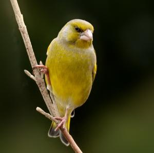 European Greenfinch