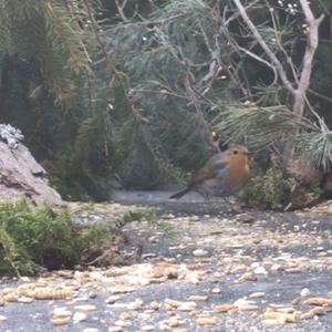 European Robin