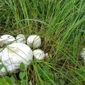 Meadow Agaric