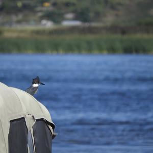 Belted Kingfisher