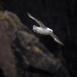 Northern Fulmar