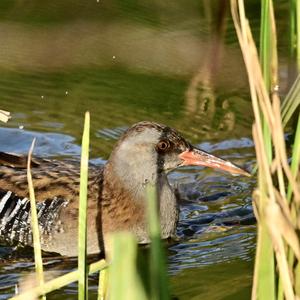 Water Rail