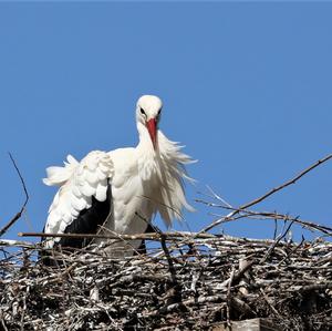 White Stork