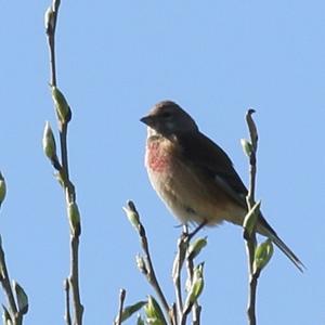 Eurasian Linnet