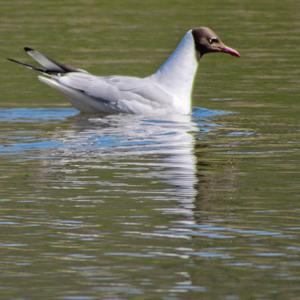 Black-headed Gull