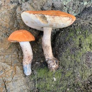 Orange Birch Bolete