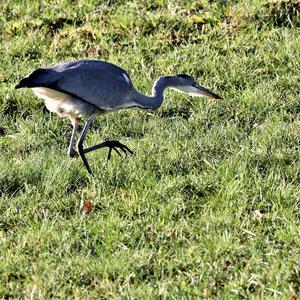 Grey Heron