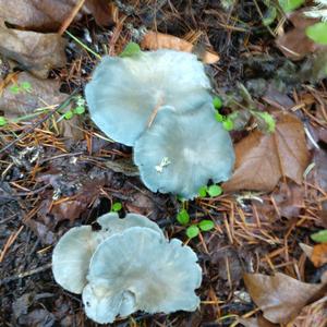 Anise-scented Clitocybe