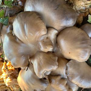 Oyster Mushroom