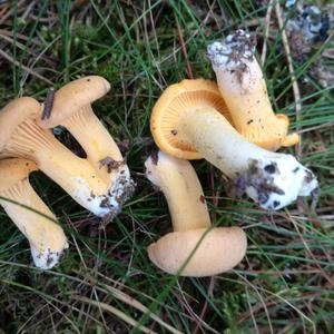 Chanterelle, Common