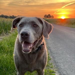 Retriever (Labrador)