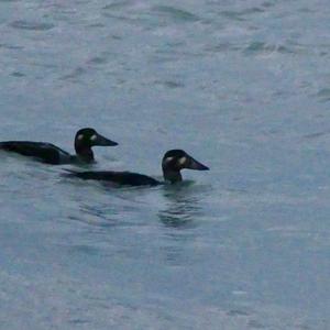 Surf Scoter