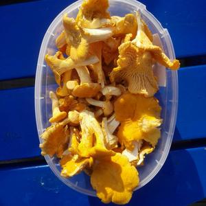 Chanterelle, Common