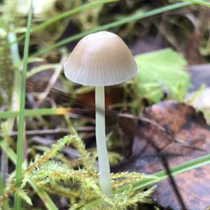 Yellow-stalked Mycena