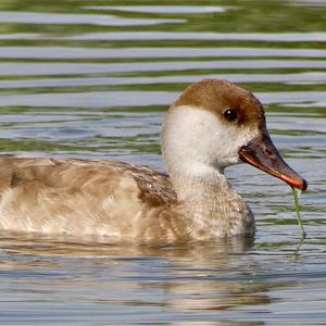 Red-crested Pochard