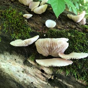 Oyster Mushroom