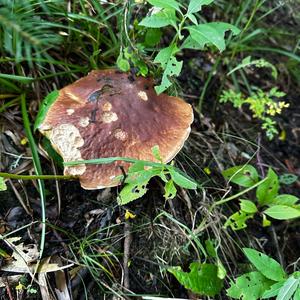 King Bolete