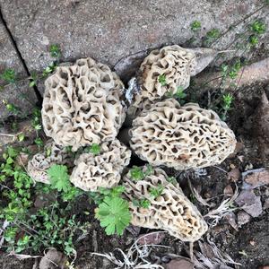 Yellow Morel