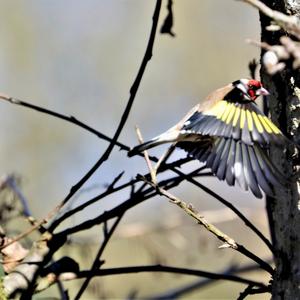 European Goldfinch