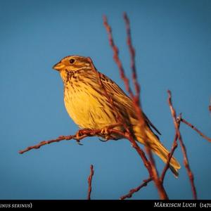 European Serin