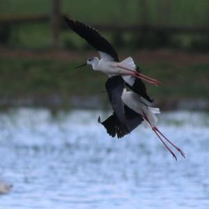 Black-winged Stilt