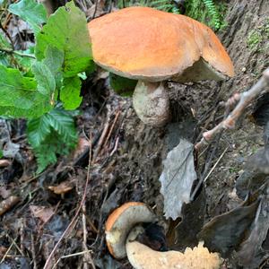 Red-capped Scaber Stalk