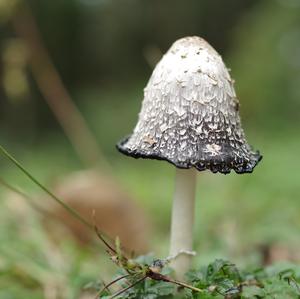 Shaggy Mane