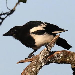 Black-billed Magpie