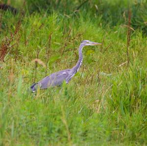 Grey Heron