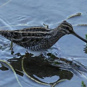 Common Snipe