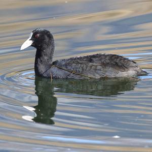 Common Coot