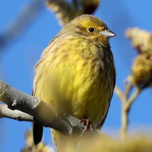 Yellowhammer